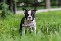 Delilah, a female Boston Terrier for sale in Apple Creek, OH – 3 of 8