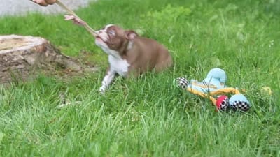 Ember, a female Boston Terrier for sale in Apple Creek, OH – 8 of 8