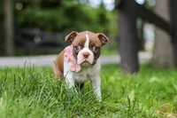 Fern, a female Boston Terrier for sale in Apple Creek, OH – 3 of 7