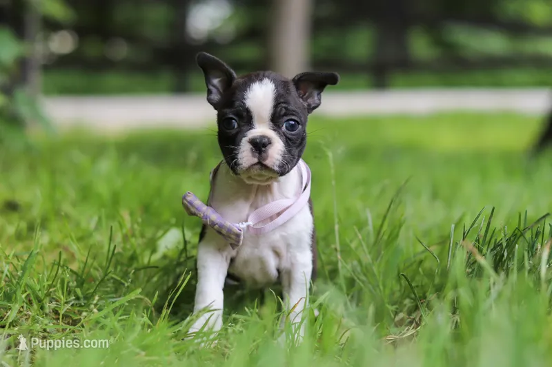 Delilah – Boston Terrier puppy for sale in Apple Creek, OH