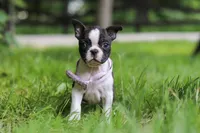 Delilah, a female Boston Terrier for sale in Apple Creek, OH – 1 of 8