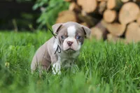 Enzo, a male Boston Terrier for sale in Apple Creek, OH – 5 of 6