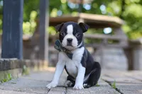 Kevin, a male Boston Terrier for sale in Apple Creek, OH – 3 of 7