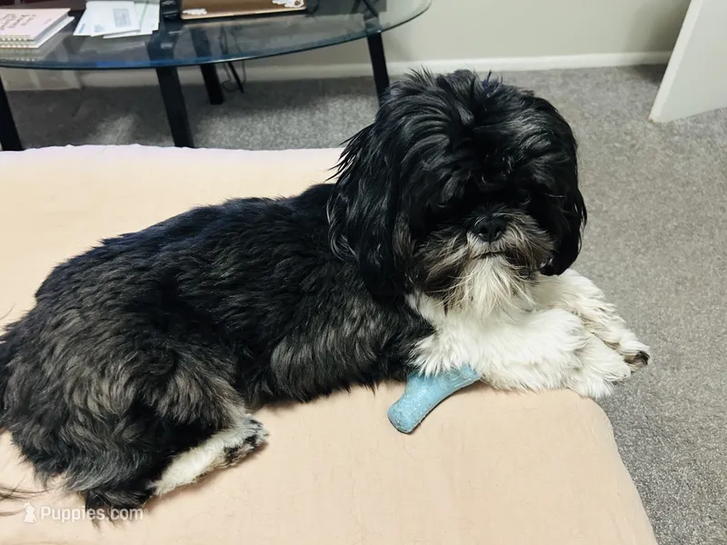 Dice – Shih Tzu puppy for sale in Southfield, MI