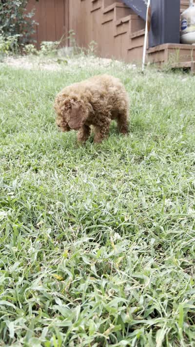 Bodhi, a male Poodle - Miniature  for sale in Norman, OK – 6 of 6