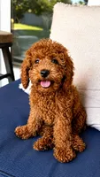 Bodhi, a male Poodle - Miniature  for sale in Norman, OK – 2 of 6