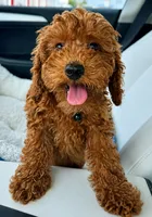 Bodhi, a male Poodle - Miniature  for sale in Norman, OK – 4 of 6