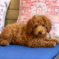 Bodhi, a male Poodle - Miniature  for sale in Norman, OK – 5 of 6