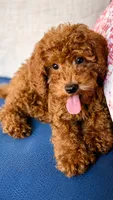 Bodhi, a male Poodle - Miniature  for sale in Norman, OK – 3 of 6