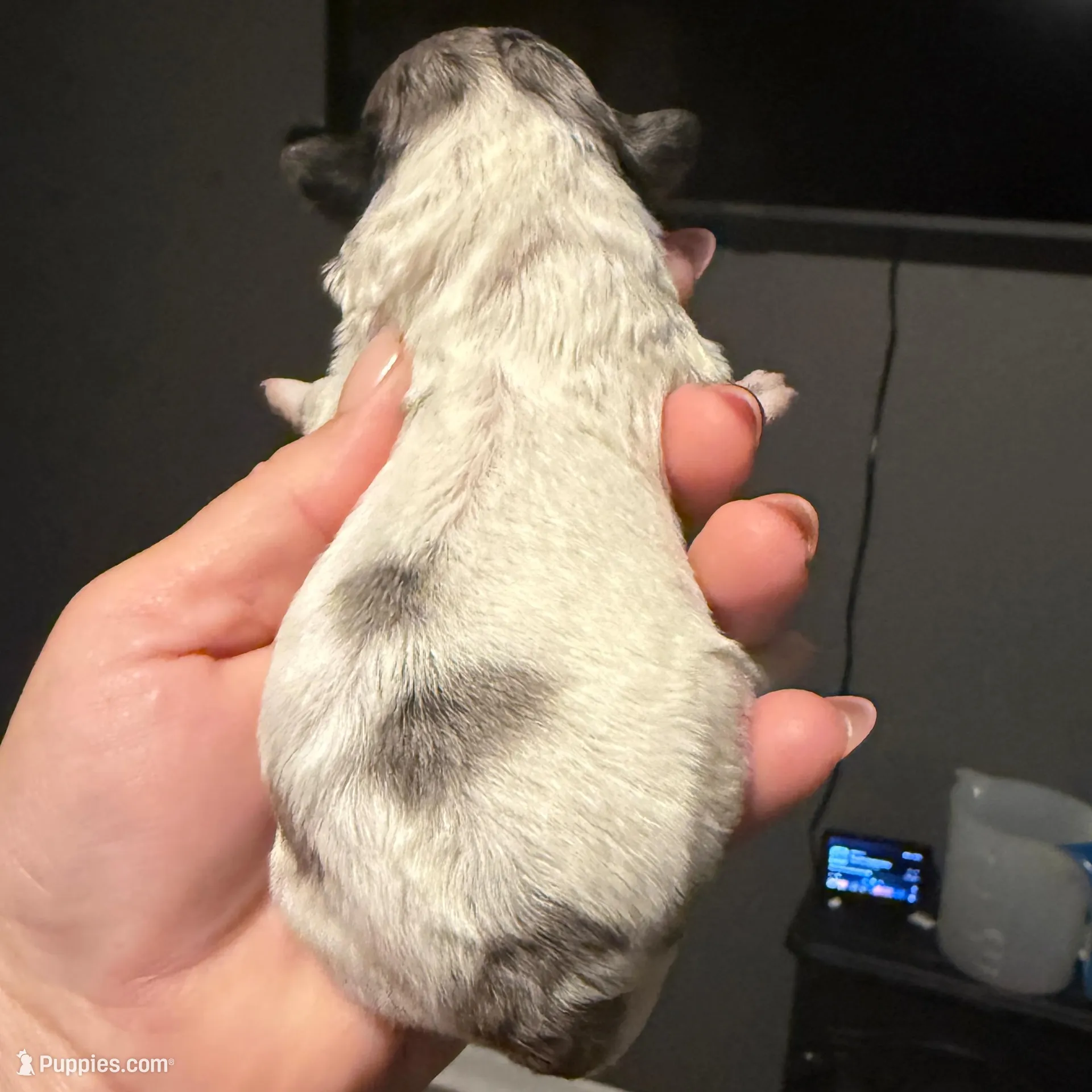 Puppy 1, a female Shihpoo for sale in Salado, TX – Photo 3 of 5