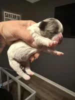 Puppy 1, a female Shihpoo for sale in Salado, TX – Photo 2 of 5