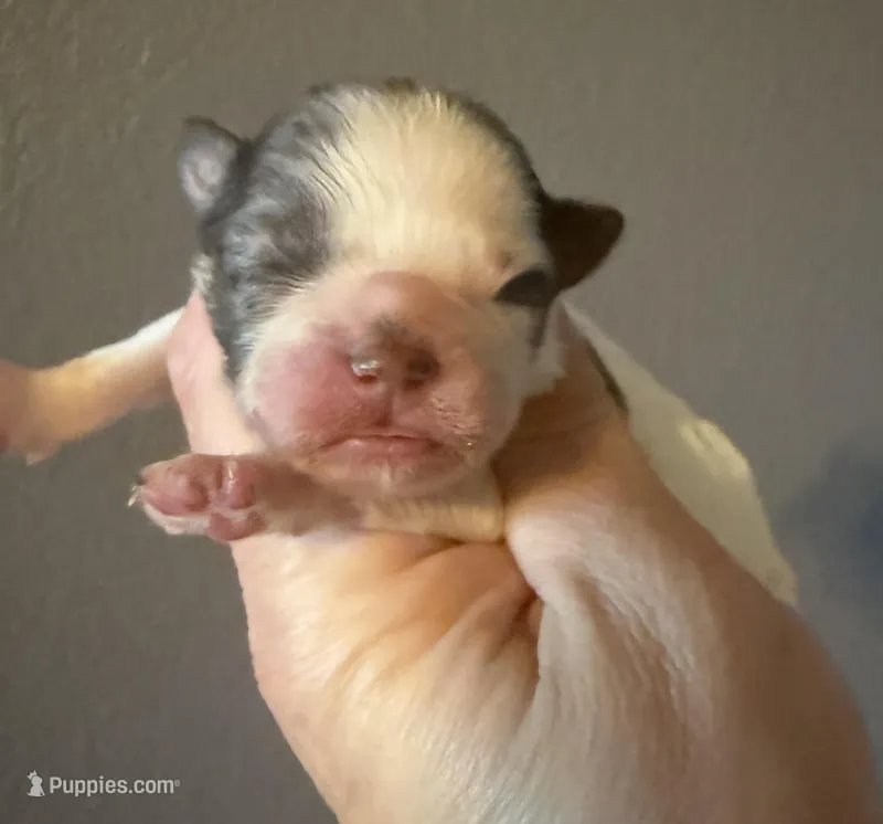 Puppy 2 – Shihpoo puppy for sale in Salado, TX