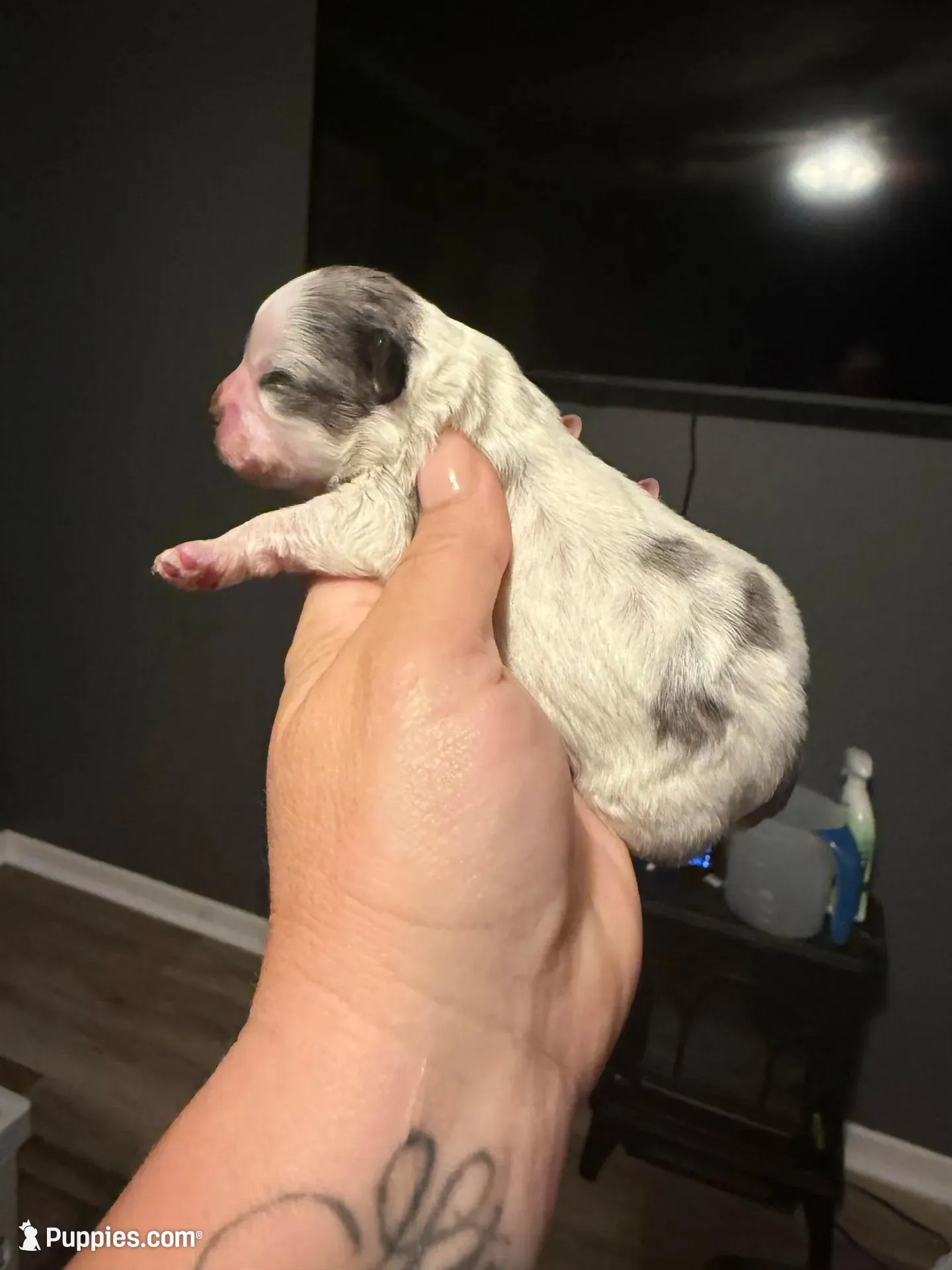 Puppy 1 – Shihpoo puppy for sale in Salado, TX