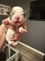 Puppy 1, a female Shihpoo for sale in Salado, TX – Photo 4 of 5