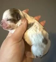 Puppy 2, a female Shihpoo for sale in Salado, TX – Photo 1 of 3