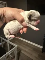 Puppy 4, a male Shihpoo for sale in Salado, TX – Photo 2 of 4