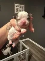 Puppy 4, a male Shihpoo for sale in Salado, TX – Photo 3 of 4