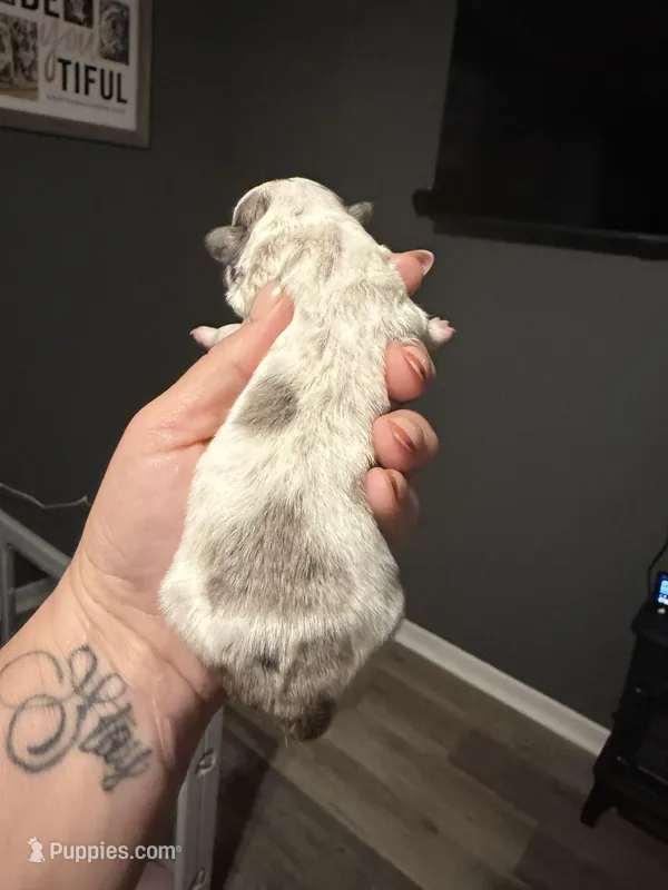 Puppy 4 – Shihpoo puppy for sale in Salado, TX