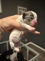 Puppy 2, a female Shihpoo for sale in Salado, TX – Photo 2 of 5