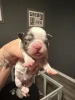 Puppy 2, a female Shihpoo for sale in Salado, TX – Photo 4 of 5