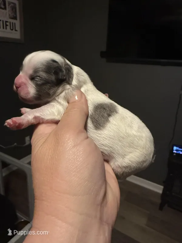 Puppy 2 – Shihpoo puppy for sale in Salado, TX