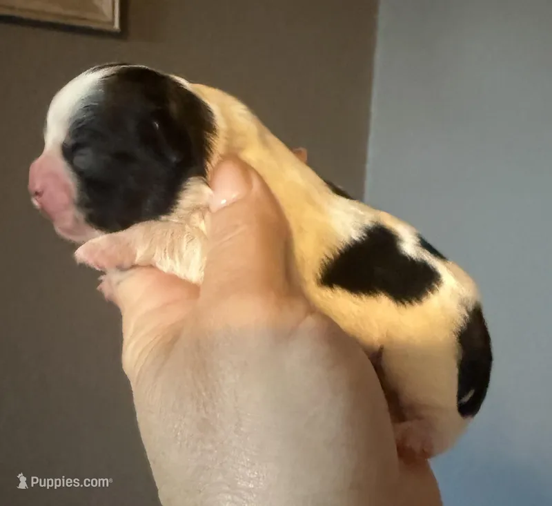 Puppy 3 – Shihpoo puppy for sale in Salado, TX