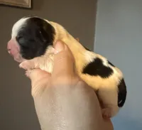 Puppy 3, a male Shihpoo for sale in Salado, TX – Photo 1 of 4