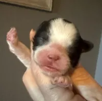 Puppy 3, a male Shihpoo for sale in Salado, TX – Photo 2 of 4