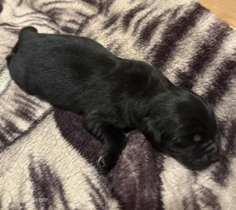Asher – Newfoundland puppy for sale in Ashburnham, MA