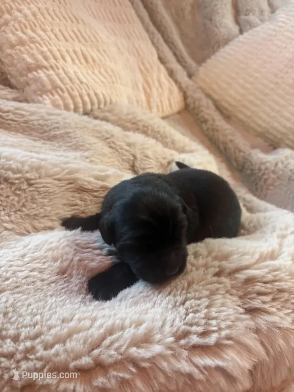 Asher – Newfoundland puppy for sale in Ashburnham, MA