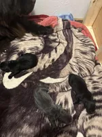 Axel, a male Newfoundland for sale in Ashburnham, MA – Photo 2 of 5