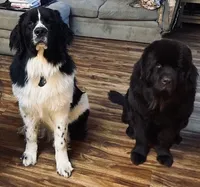 Axel, a male Newfoundland for sale in Ashburnham, MA – Photo 5 of 5