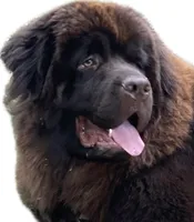 Axel, a male Newfoundland for sale in Ashburnham, MA – Photo 3 of 5