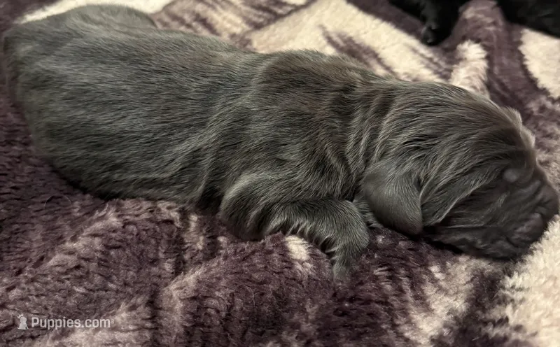 Axel – Newfoundland puppy for sale in Ashburnham, MA