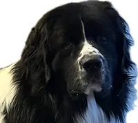 Axel, a male Newfoundland for sale in Ashburnham, MA – Photo 4 of 5