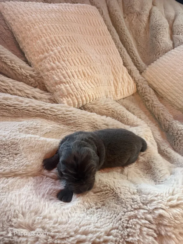 Axel – Newfoundland puppy on hold in Ashburnham, MA