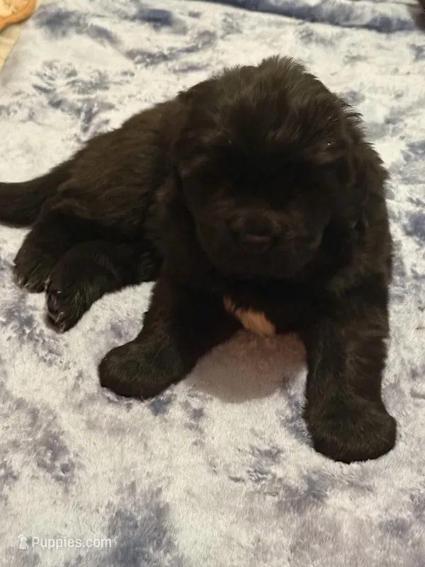 Asher – Newfoundland puppy for sale in Ashburnham, MA