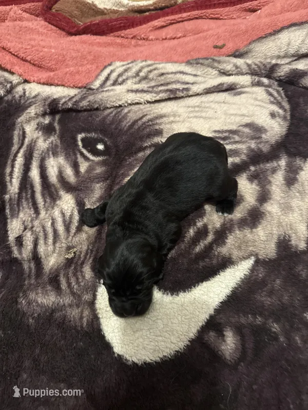 Abe – Newfoundland puppy for sale in Ashburnham, MA