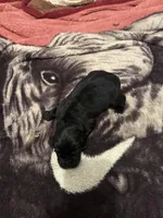 Abe, a male Newfoundland for sale in Ashburnham, MA – Photo 1 of 5