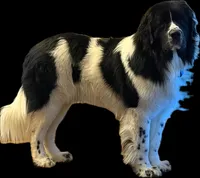 Abe, a male Newfoundland for sale in Ashburnham, MA – Photo 5 of 5