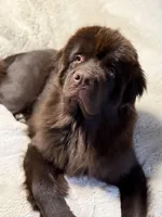 Abe, a male Newfoundland for sale in Ashburnham, MA – Photo 4 of 5