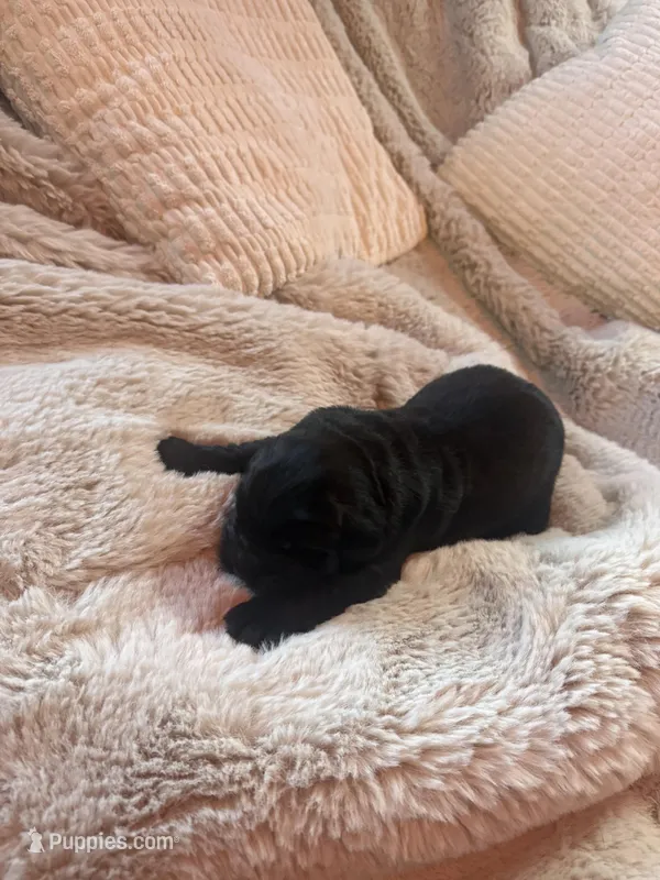 Abe – Newfoundland puppy for sale in Ashburnham, MA