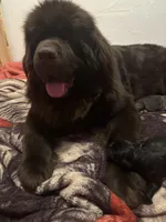 Abe, a male Newfoundland for sale in Ashburnham, MA – Photo 3 of 5