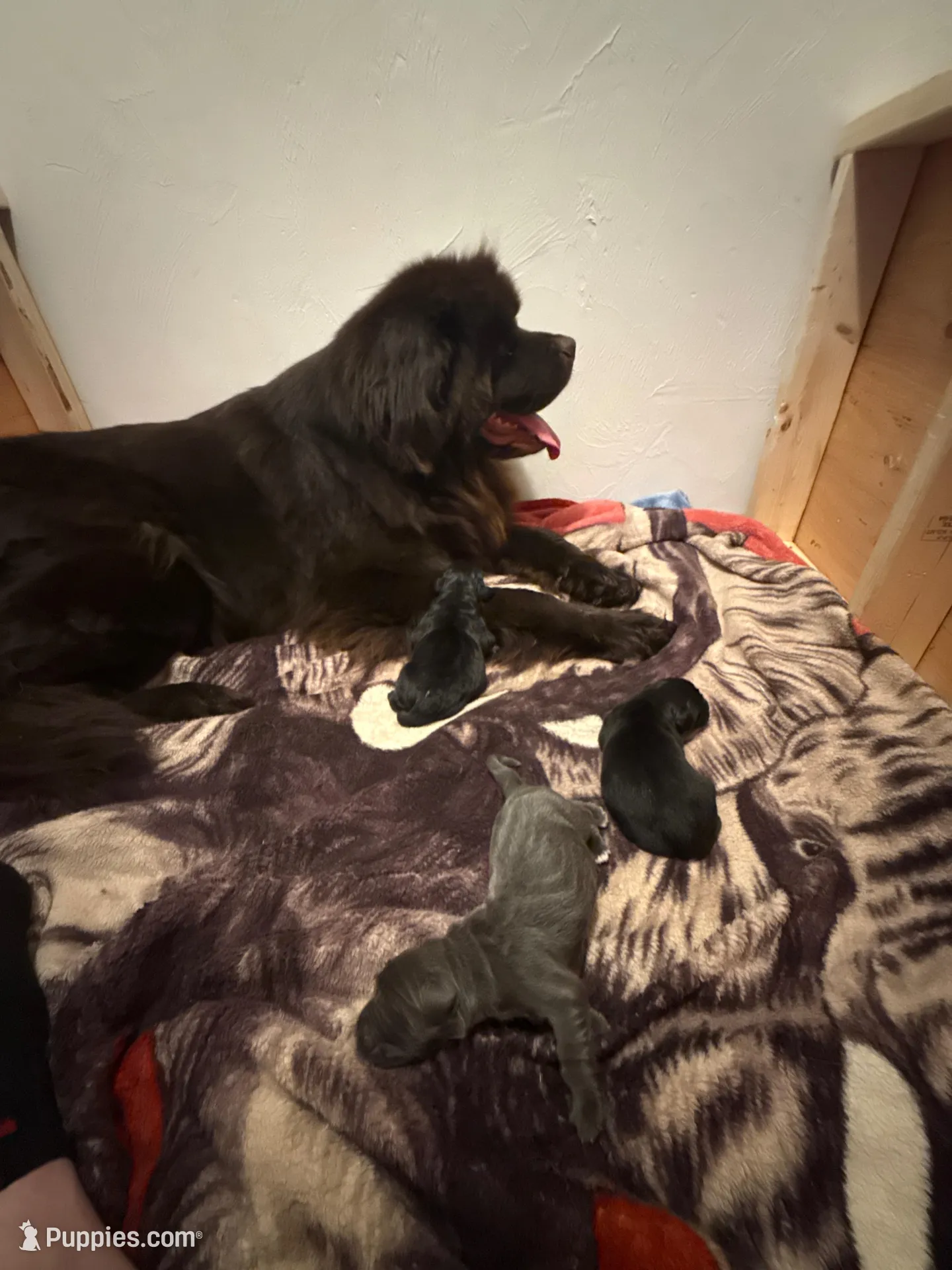 Asher, a male Newfoundland for sale in Ashburnham, MA – Photo 4 of 5