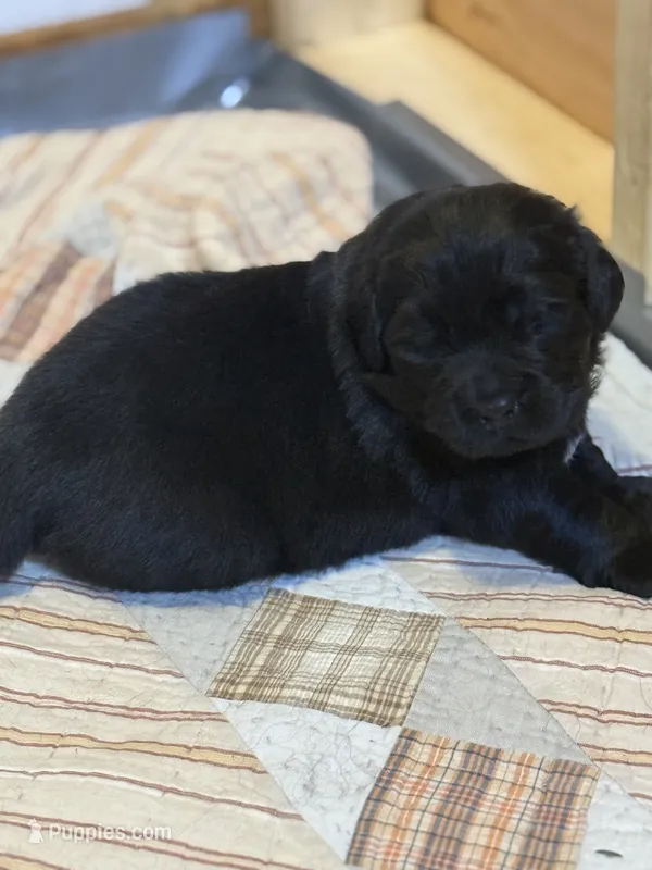 Asher – Newfoundland puppy for sale in Ashburnham, MA