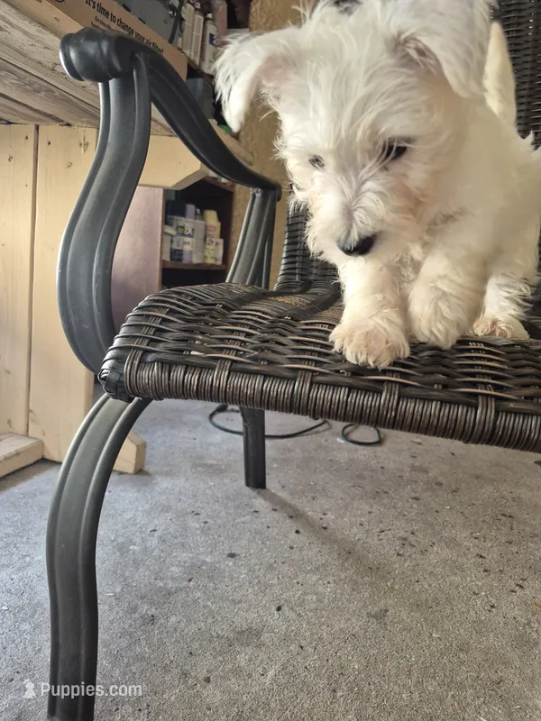 Westie f 2 – West Highland White Terrier puppy for sale in Tavares, FL