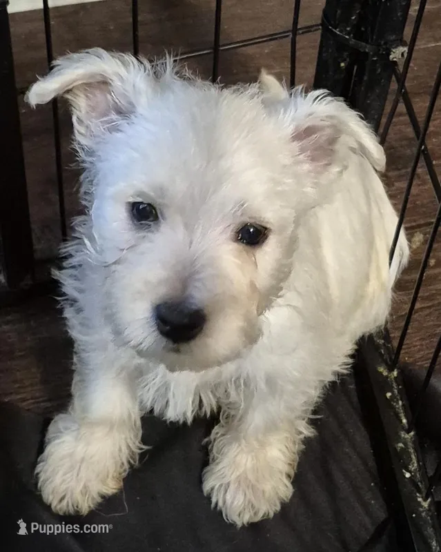 Westie f 2 – West Highland White Terrier puppy for sale in Tavares, FL