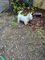 Miss. Daisy , a female West Highland White Terrier for sale in Tavares, FL – 3 of 5