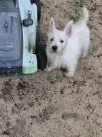 Miss. Daisy , a female West Highland White Terrier for sale in Tavares, FL – 5 of 5