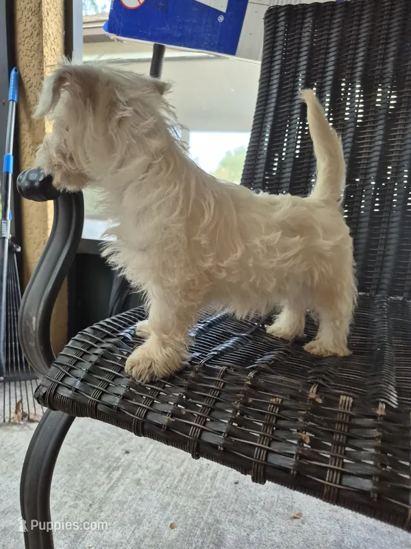 Westie f 2 – West Highland White Terrier puppy for sale in Tavares, FL